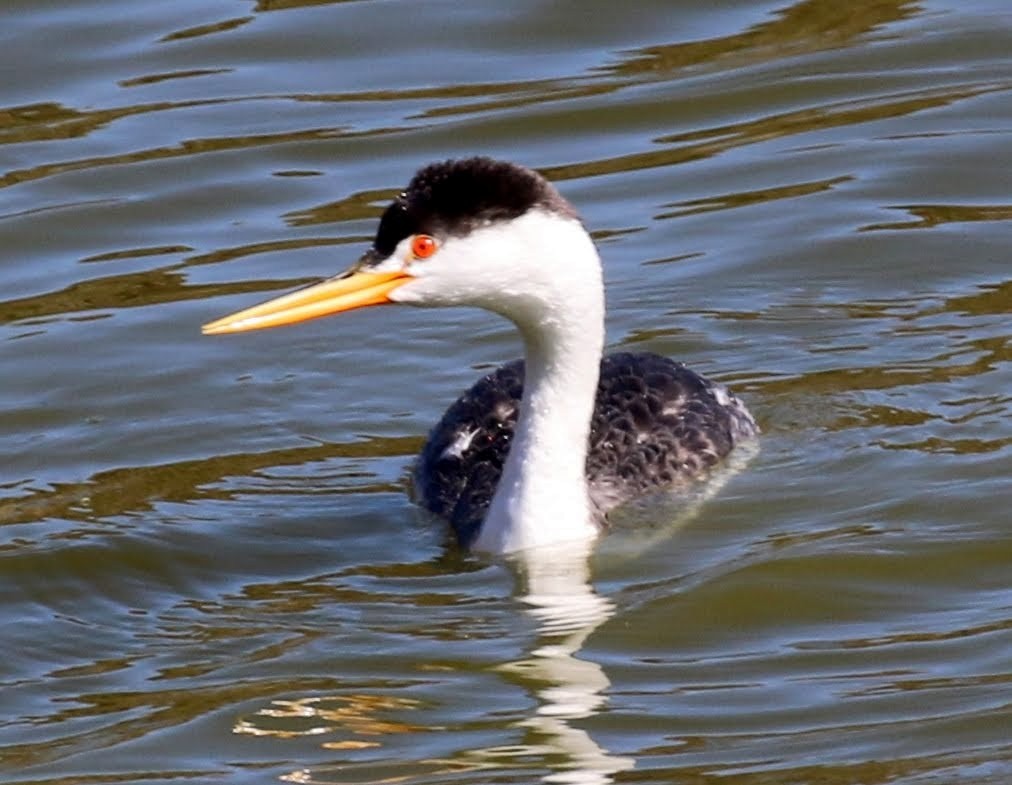 Clark's Grebe - sam hough