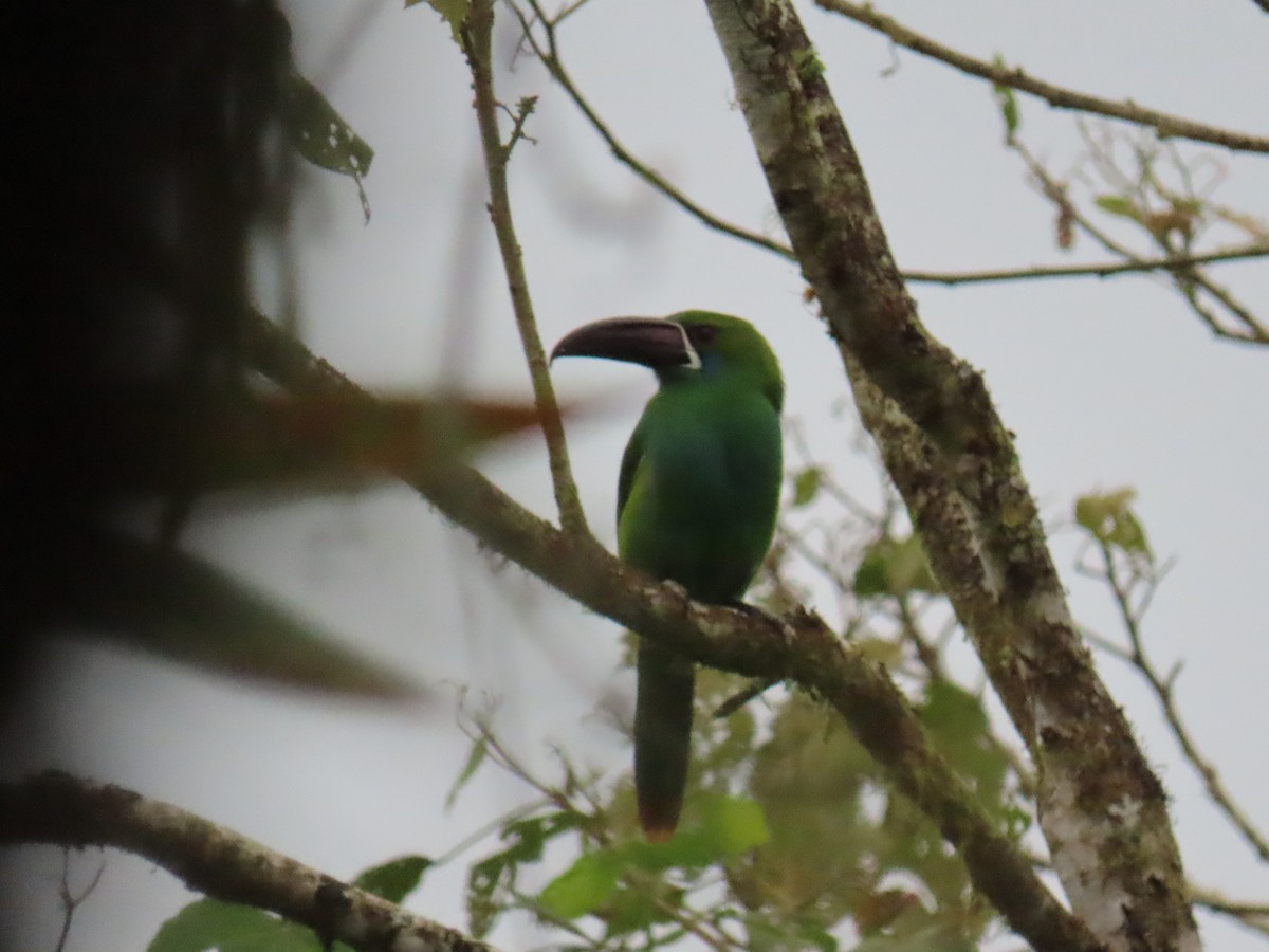 Crimson-rumped Toucanet - ML208874461