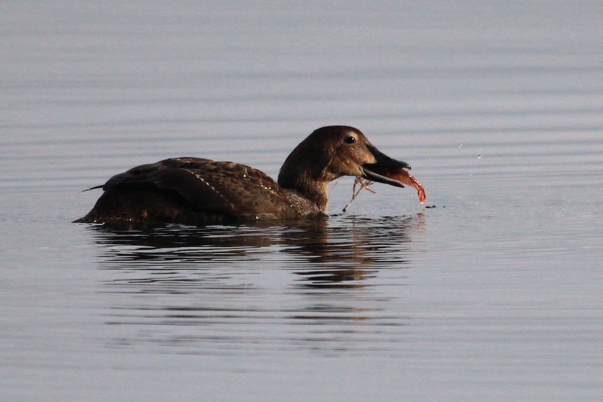 King Eider - Zach Hawn