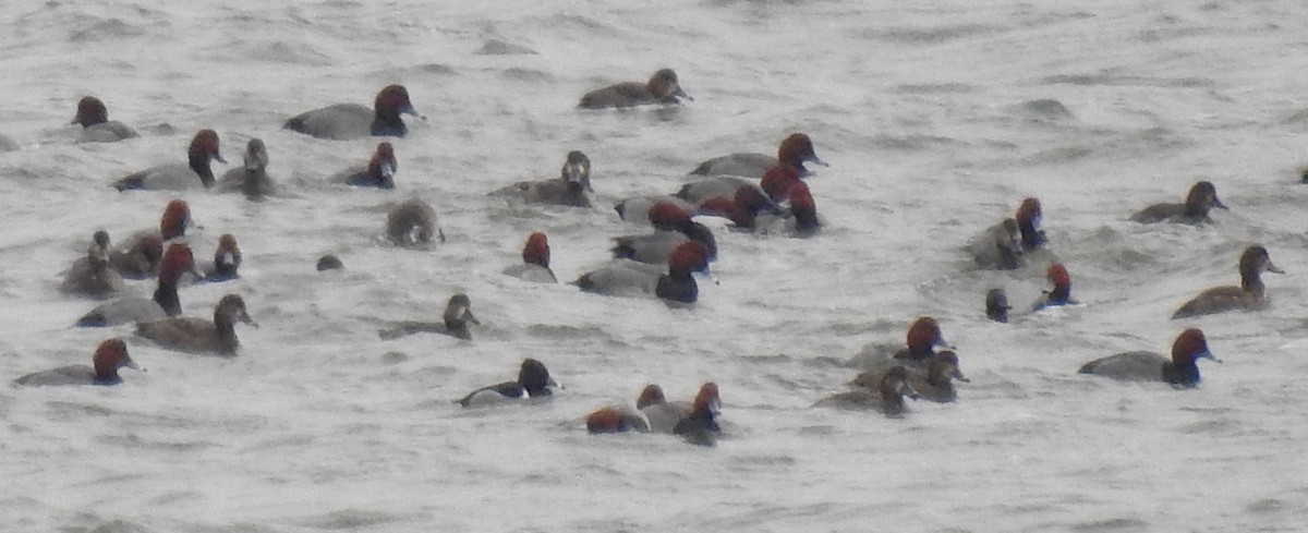 Ring-necked Duck - ML208874761