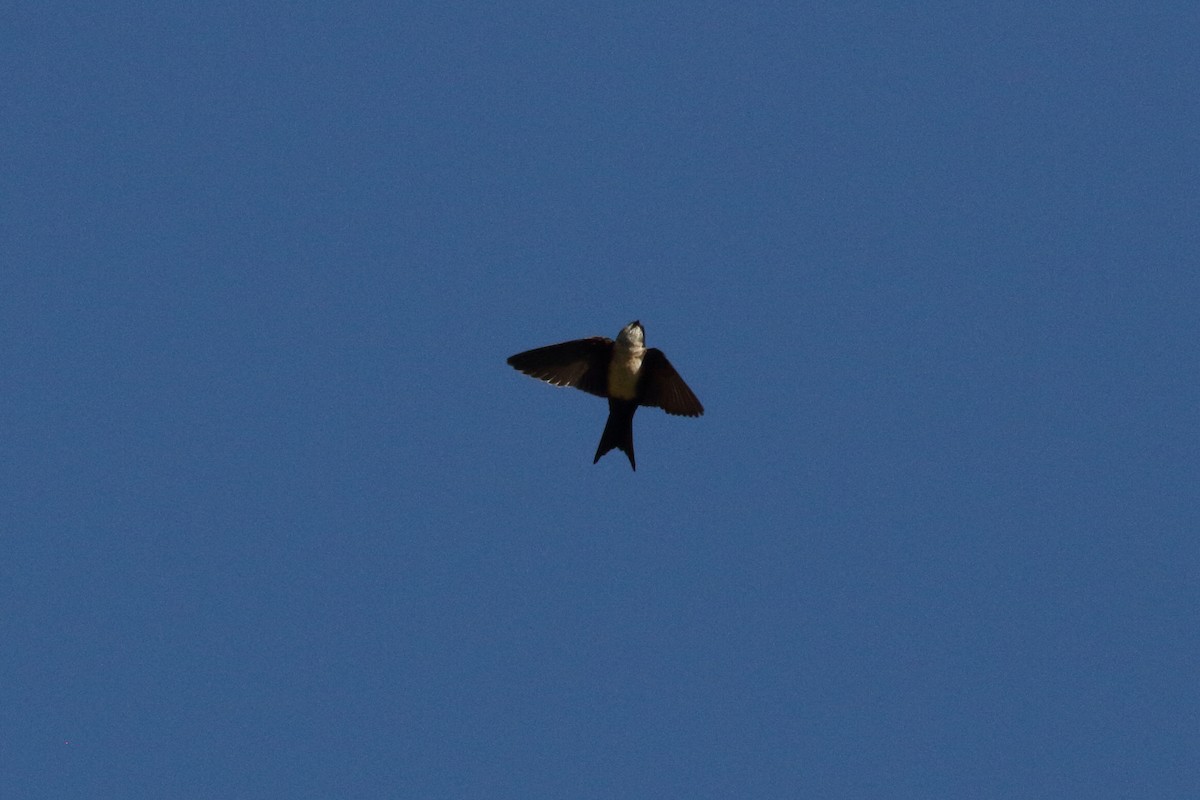 Black-capped Swallow - ML208874821