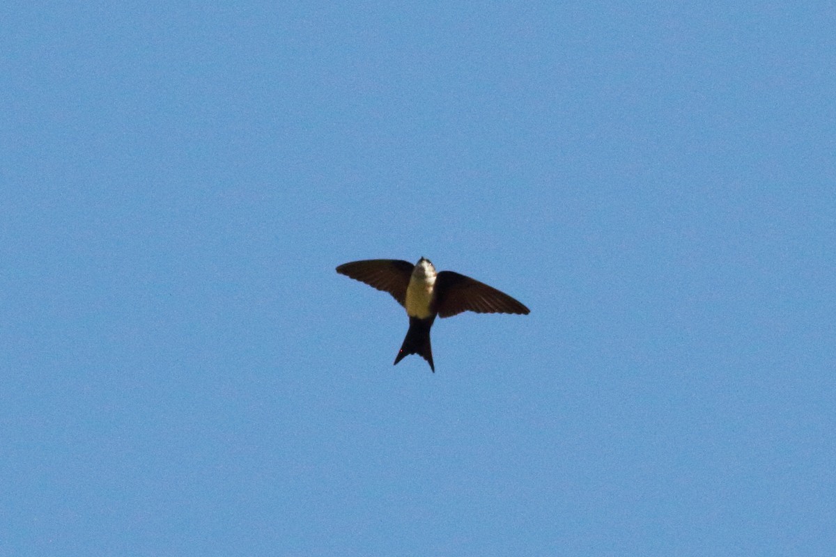 Black-capped Swallow - ML208874861