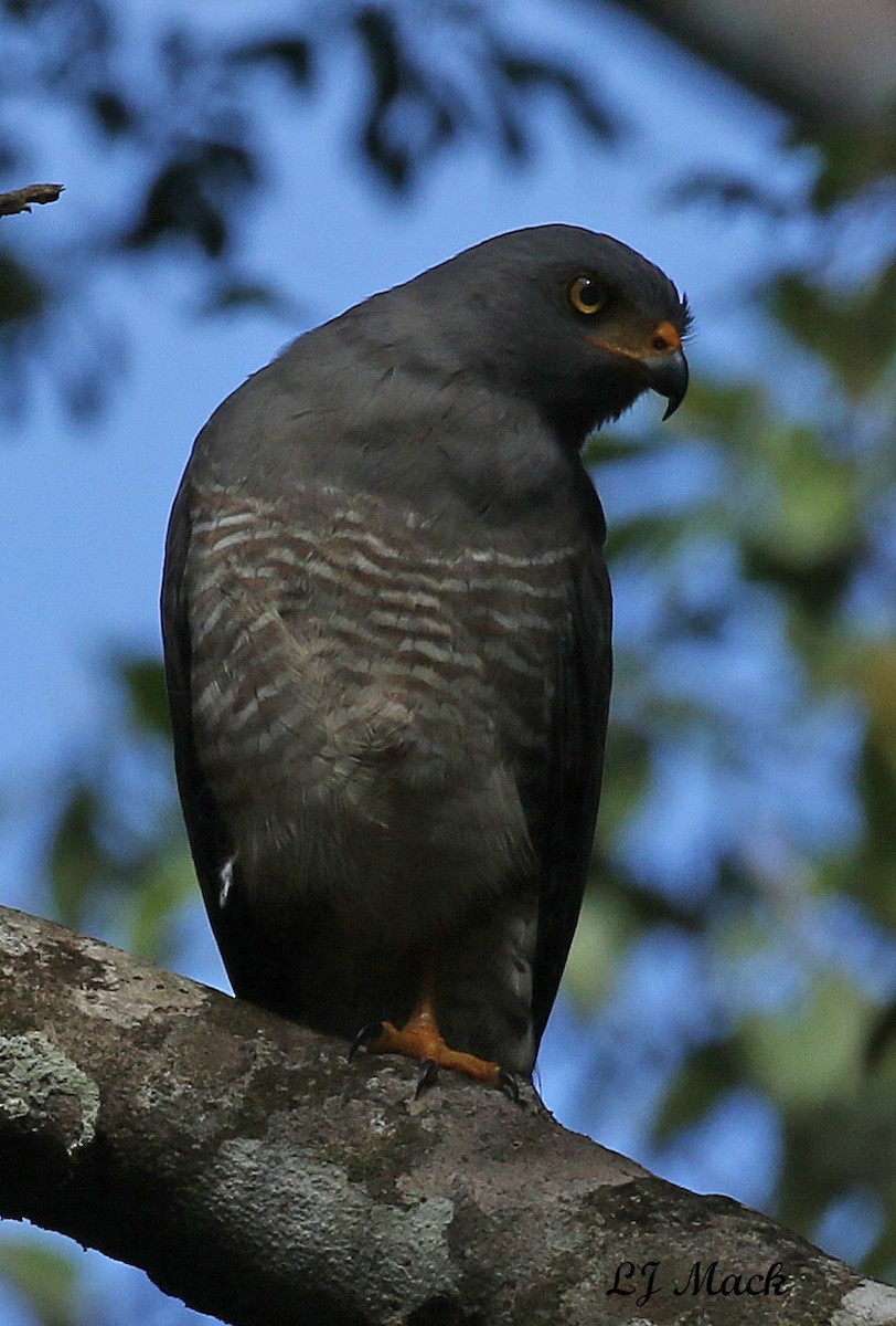 Roadside Hawk - ML208875341