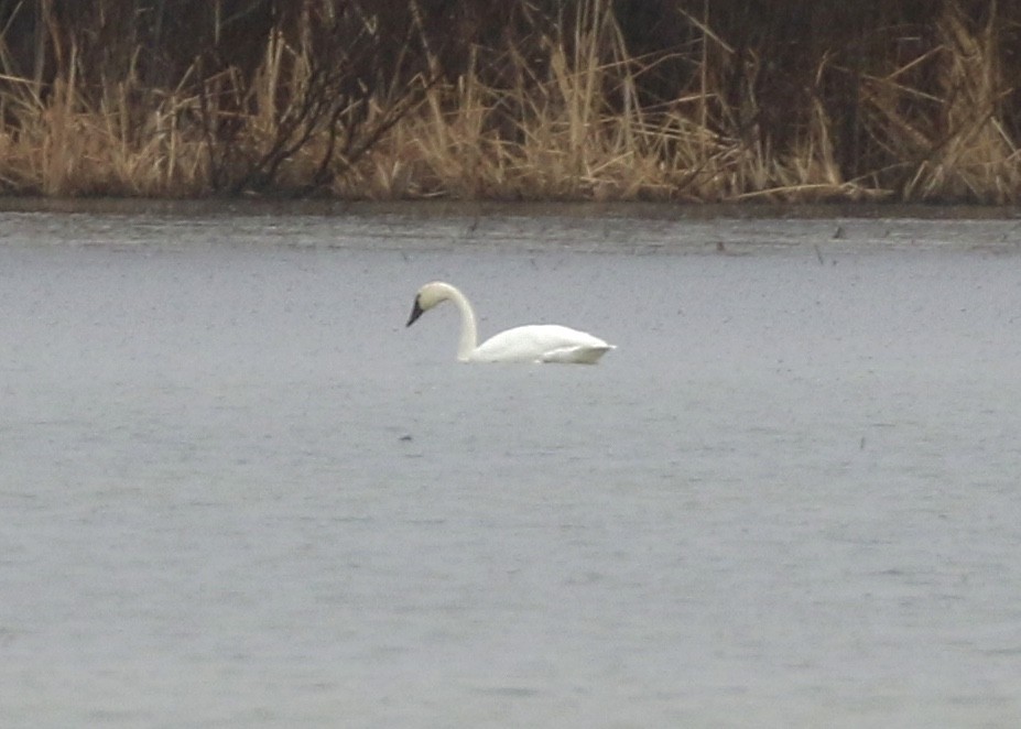 Tundra Swan - ML208875471