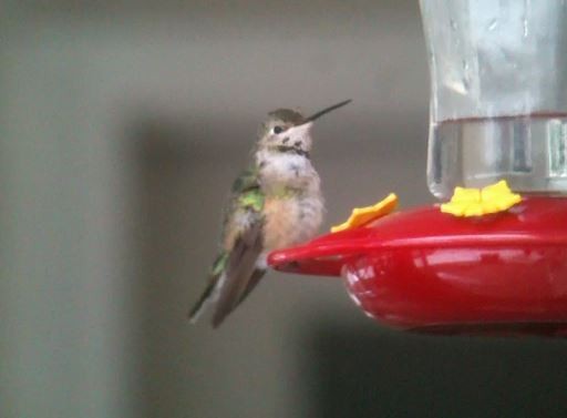 Broad-tailed Hummingbird - ML208875751