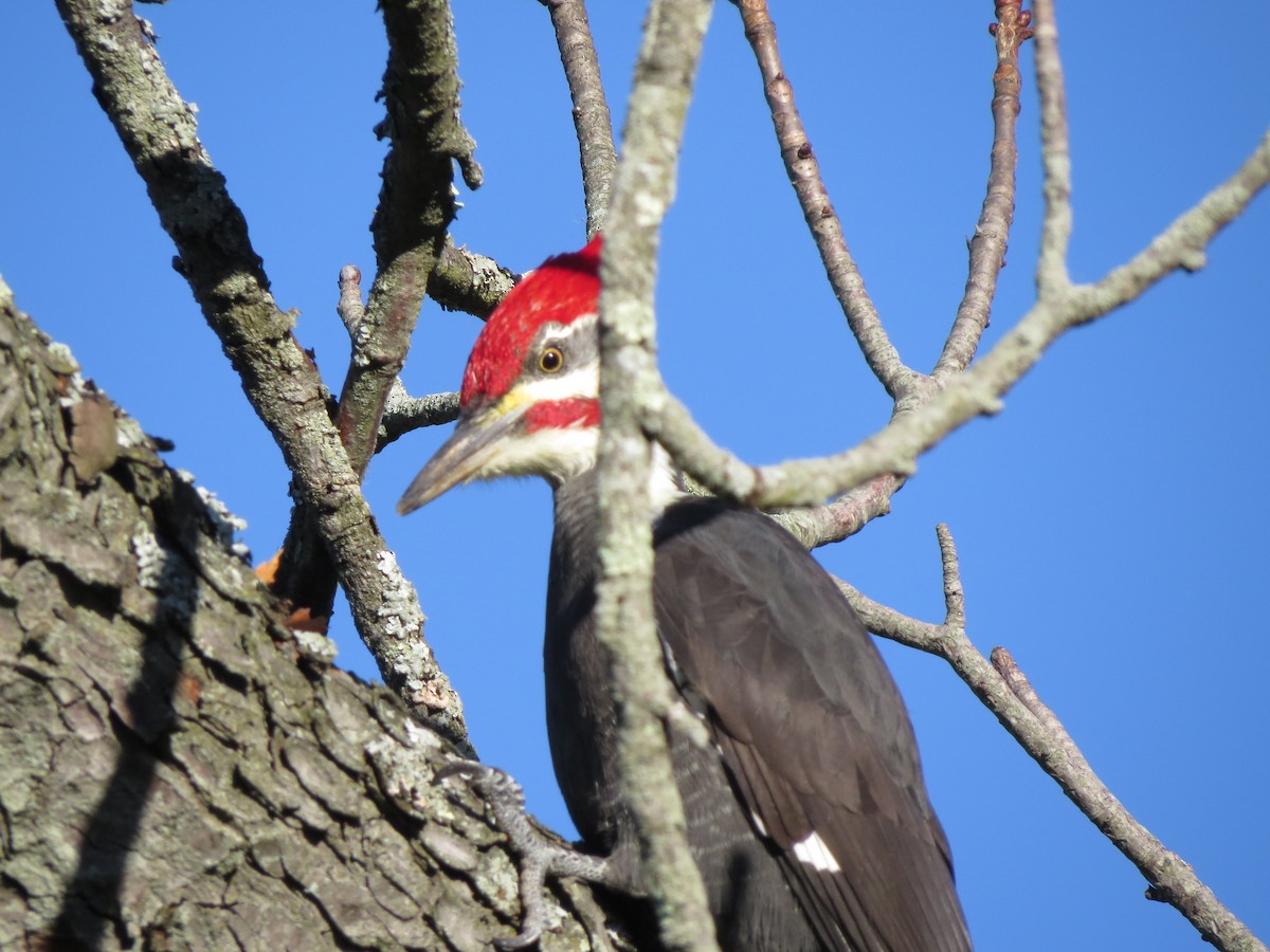 Pileated Woodpecker - ML20887601