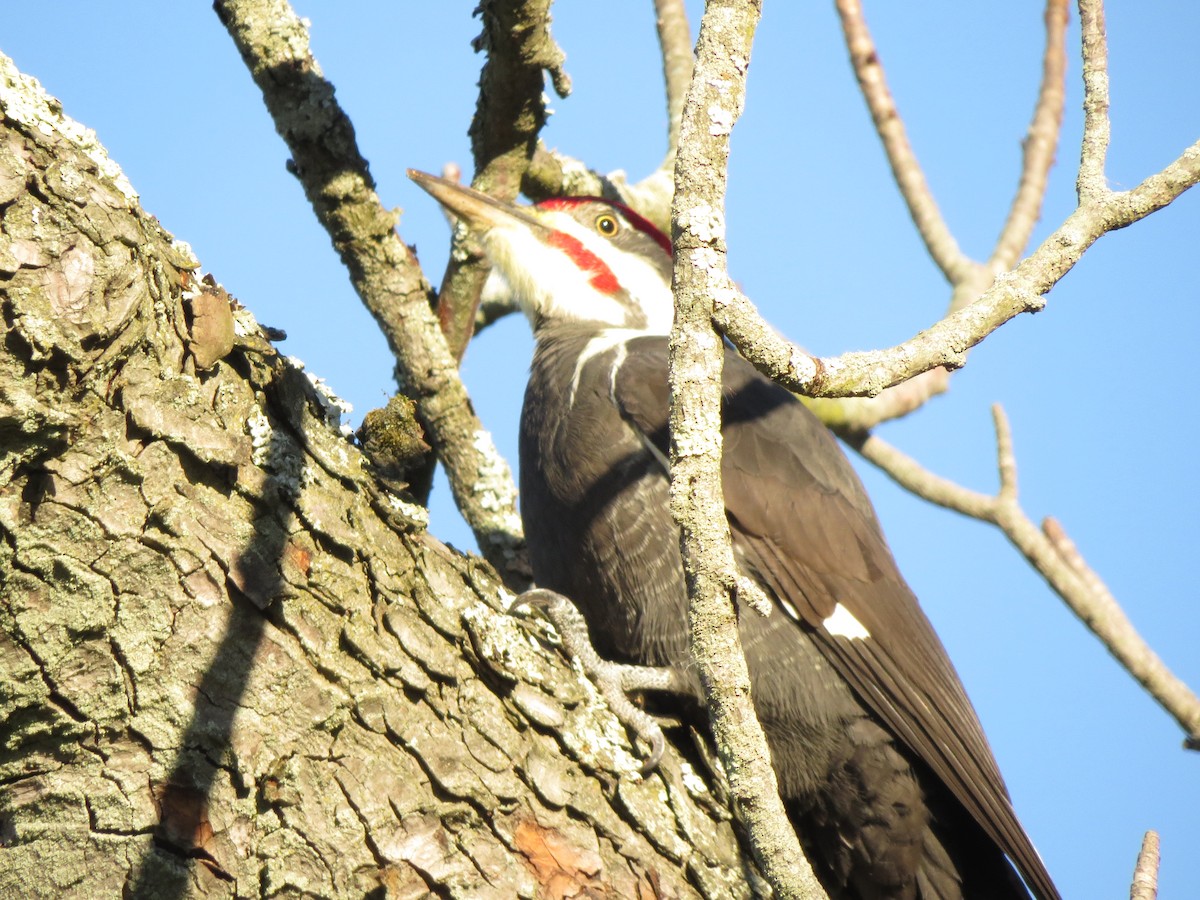 Pileated Woodpecker - Tristan Lowery