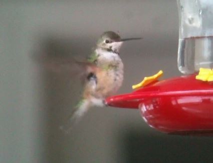 Broad-tailed Hummingbird - ML208876181