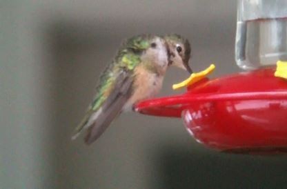 Broad-tailed Hummingbird - ML208876321