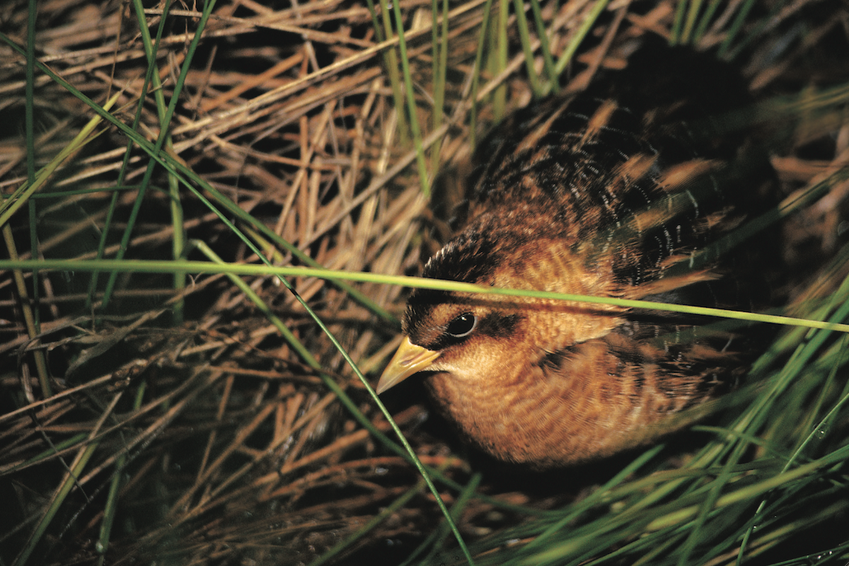 Yellow Rail - ML20887691