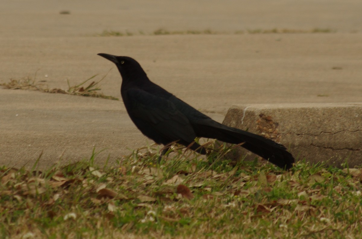 Great-tailed Grackle - ML208877451