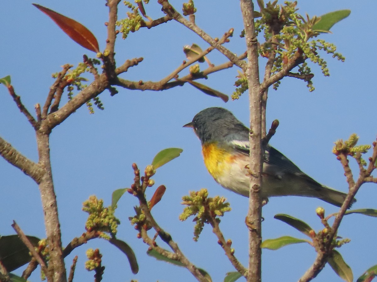 Northern Parula - ML208877911