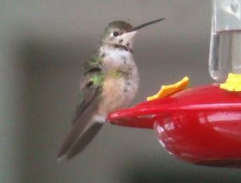 Broad-tailed Hummingbird - ML208877921