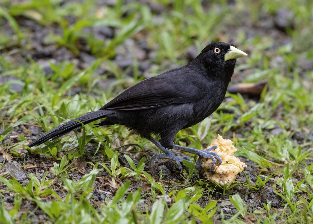 Yellow-billed Cacique - ML208880311