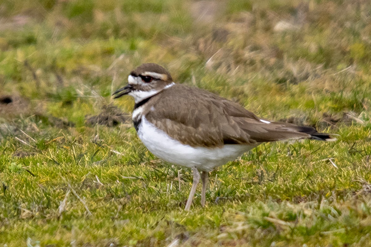 Killdeer - Bonita Portzline