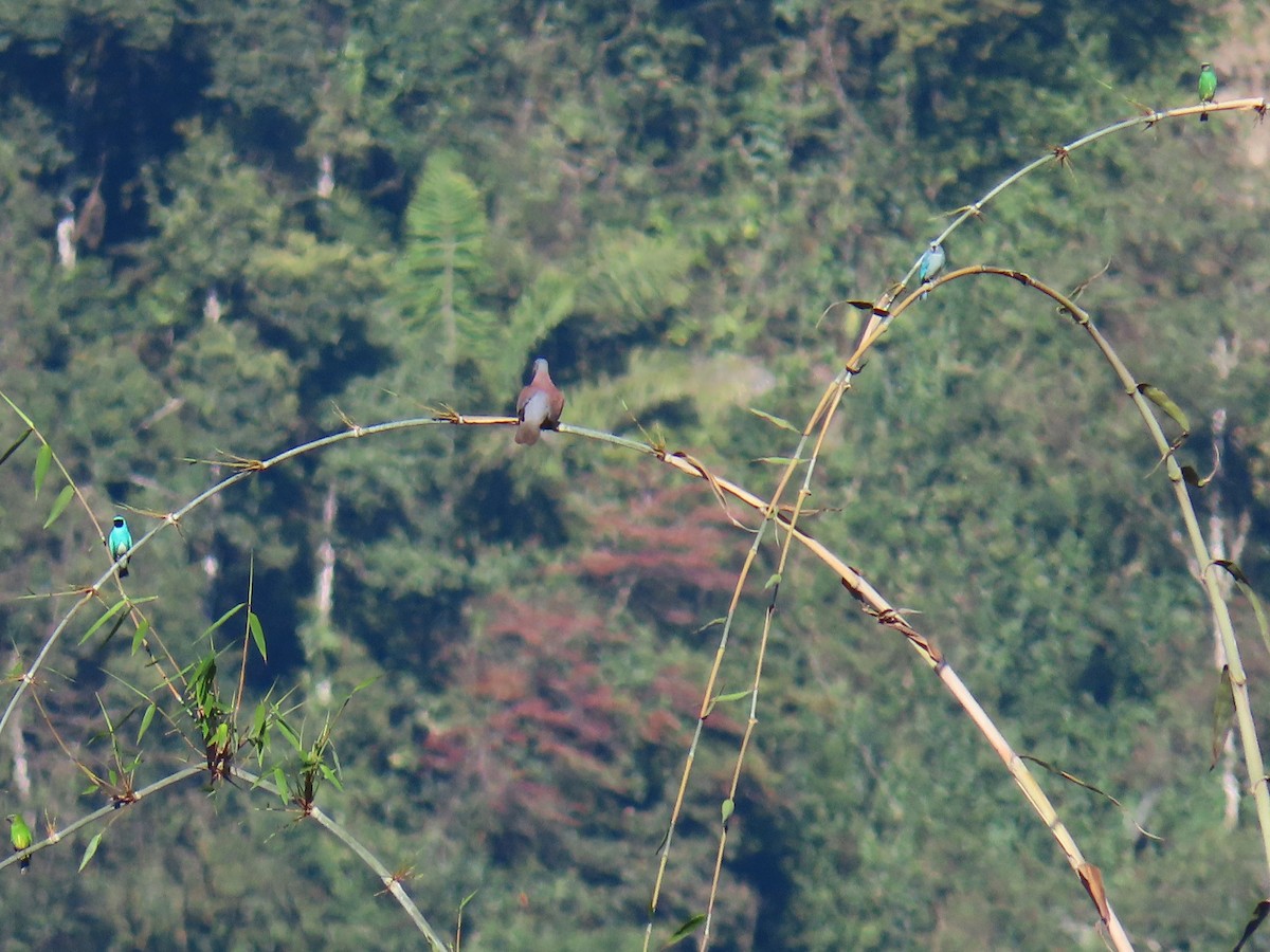 Pale-vented Pigeon - ML208883731