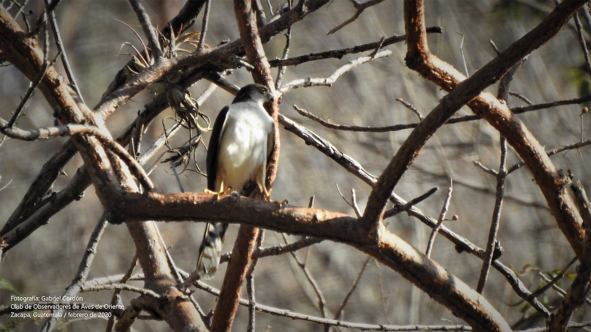 Sharp-shinned Hawk (White-breasted) - Gabriel Cordón