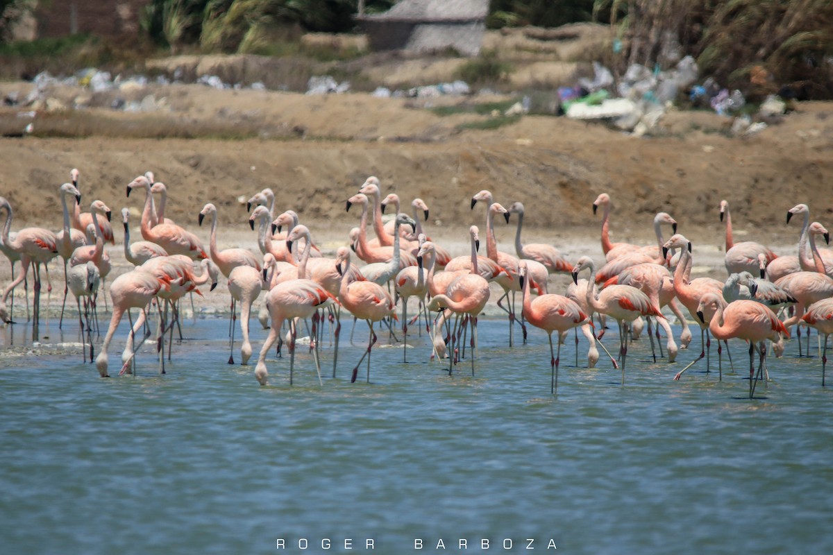 Chilean Flamingo - Roger Barboza Castro