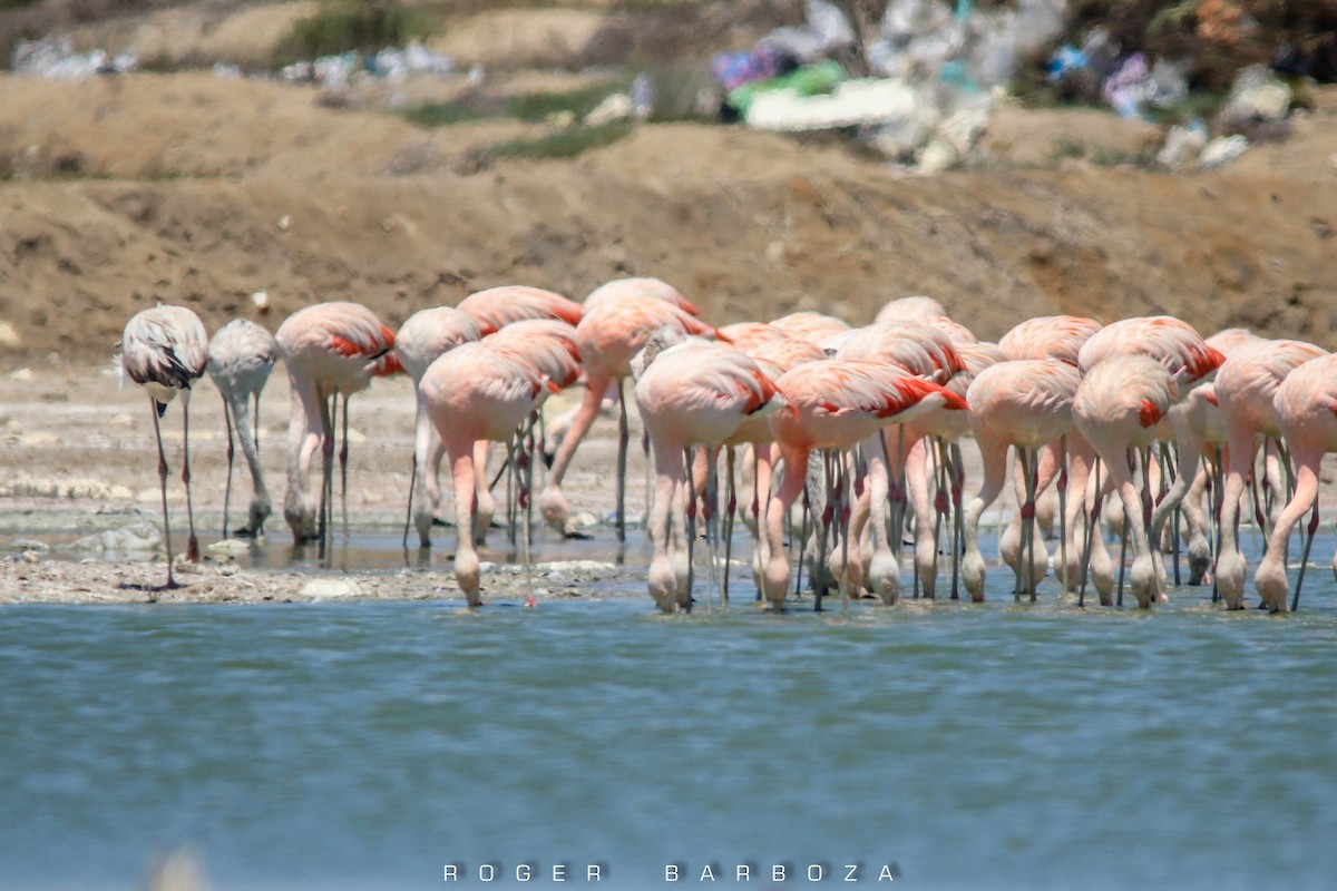 Chilean Flamingo - Roger Barboza Castro