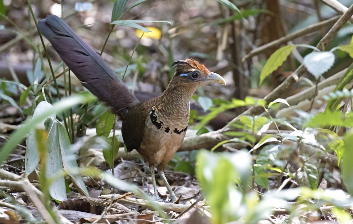 Rufous-vented Ground-Cuckoo - ML208887281