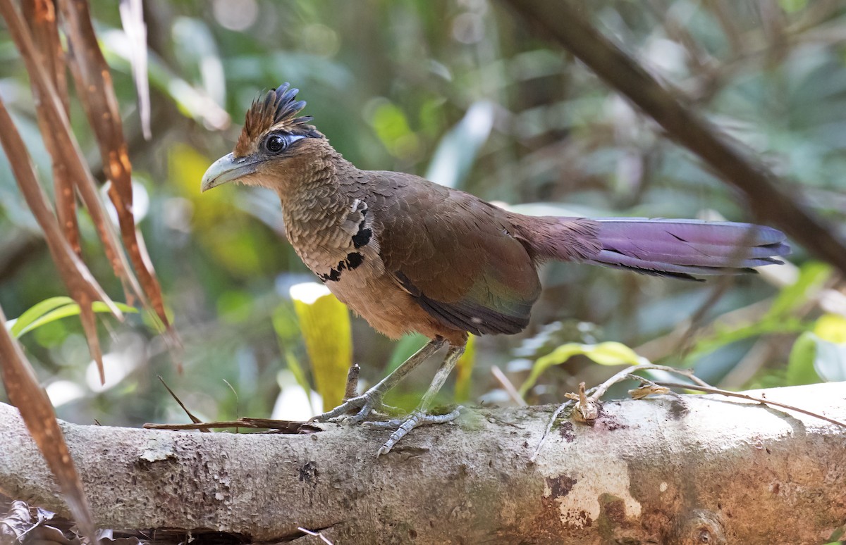 Rufous-vented Ground-Cuckoo - Daniel López-Velasco | Ornis Birding Expeditions