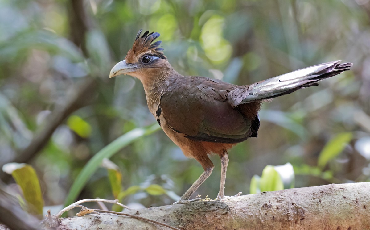 Rufous-vented Ground-Cuckoo - ML208888031