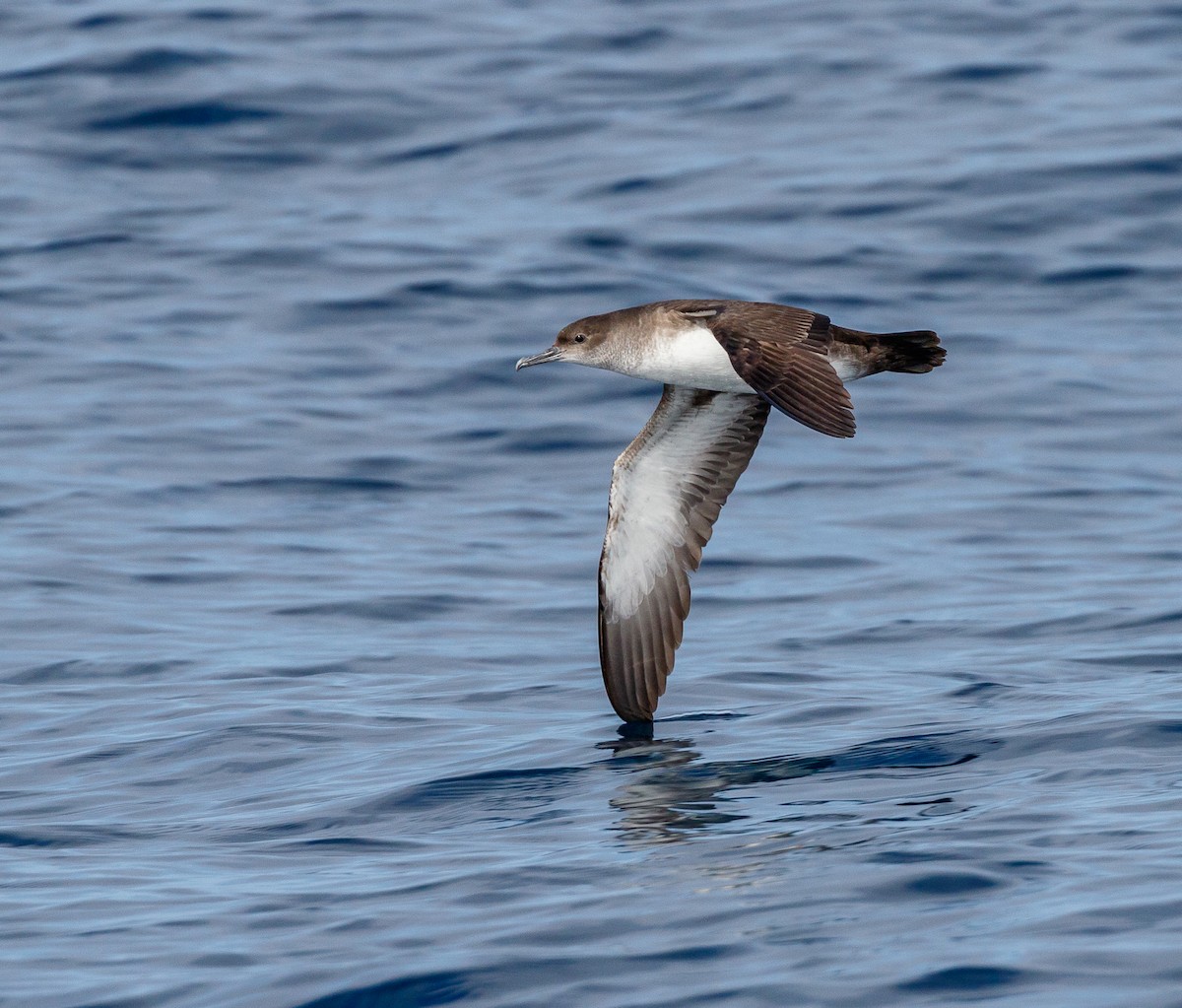 Black-vented Shearwater - Chezy Yusuf