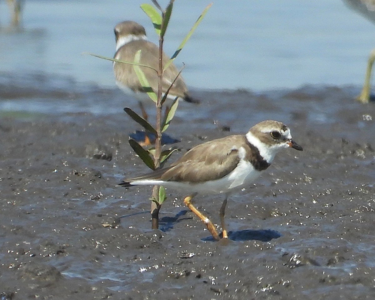 Semipalmated Plover - ML208889811