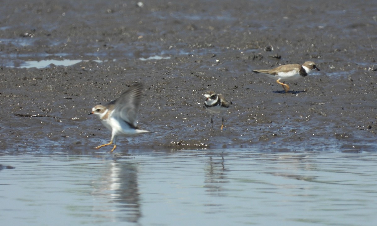 Semipalmated Plover - ML208890751