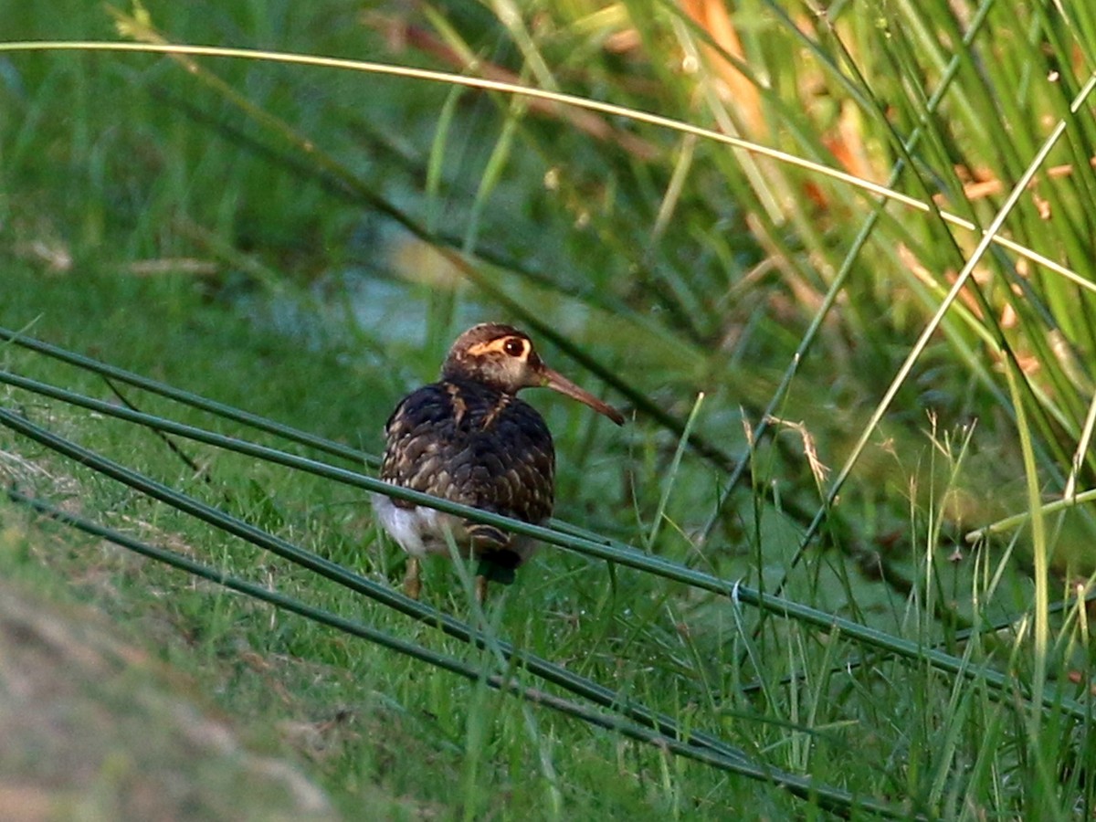 Greater Painted-Snipe - ML208893061