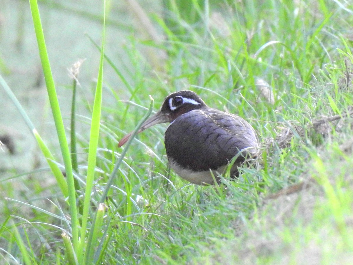 Greater Painted-Snipe - ML208893081