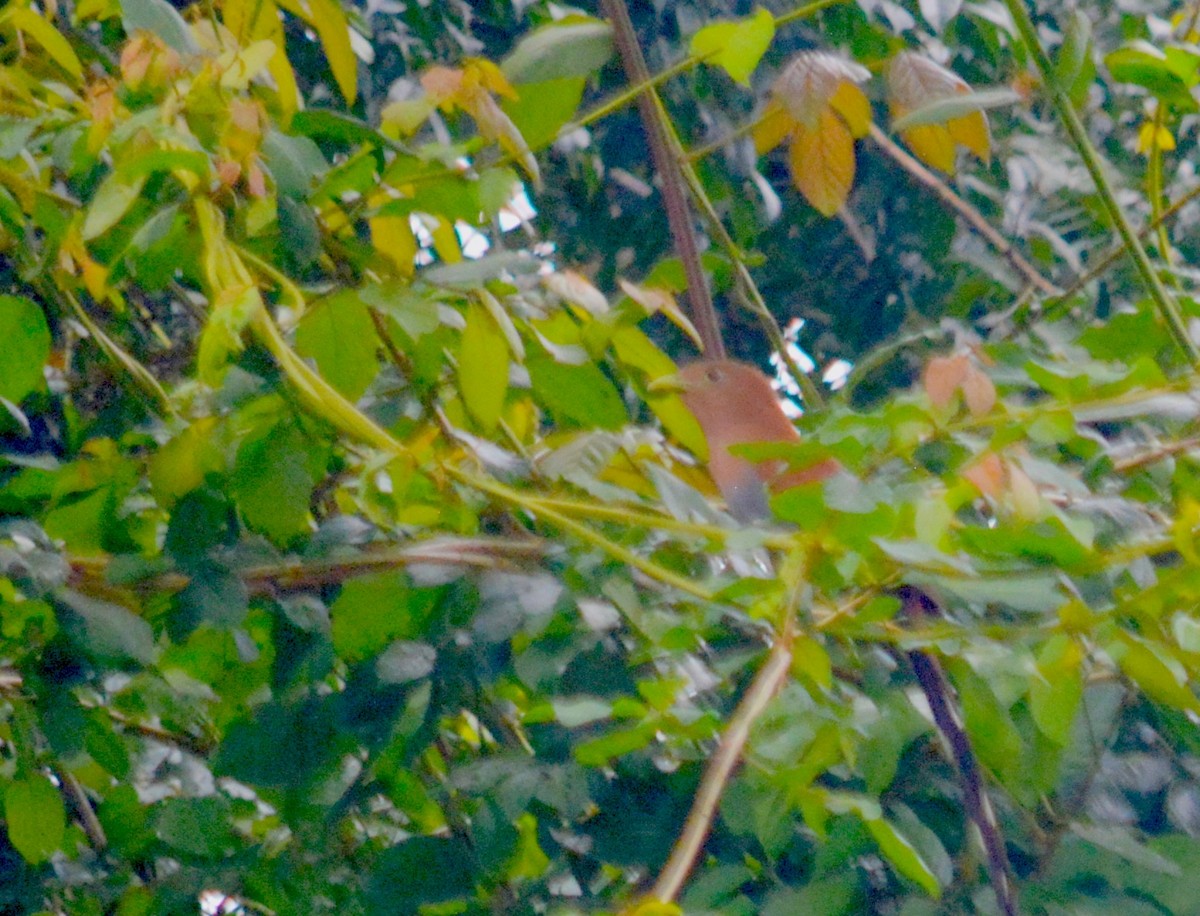 Squirrel Cuckoo - ML208894061