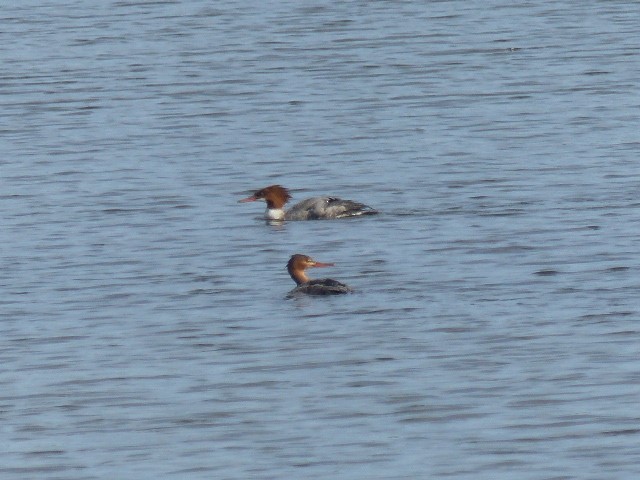 Common Merganser - ML20889461