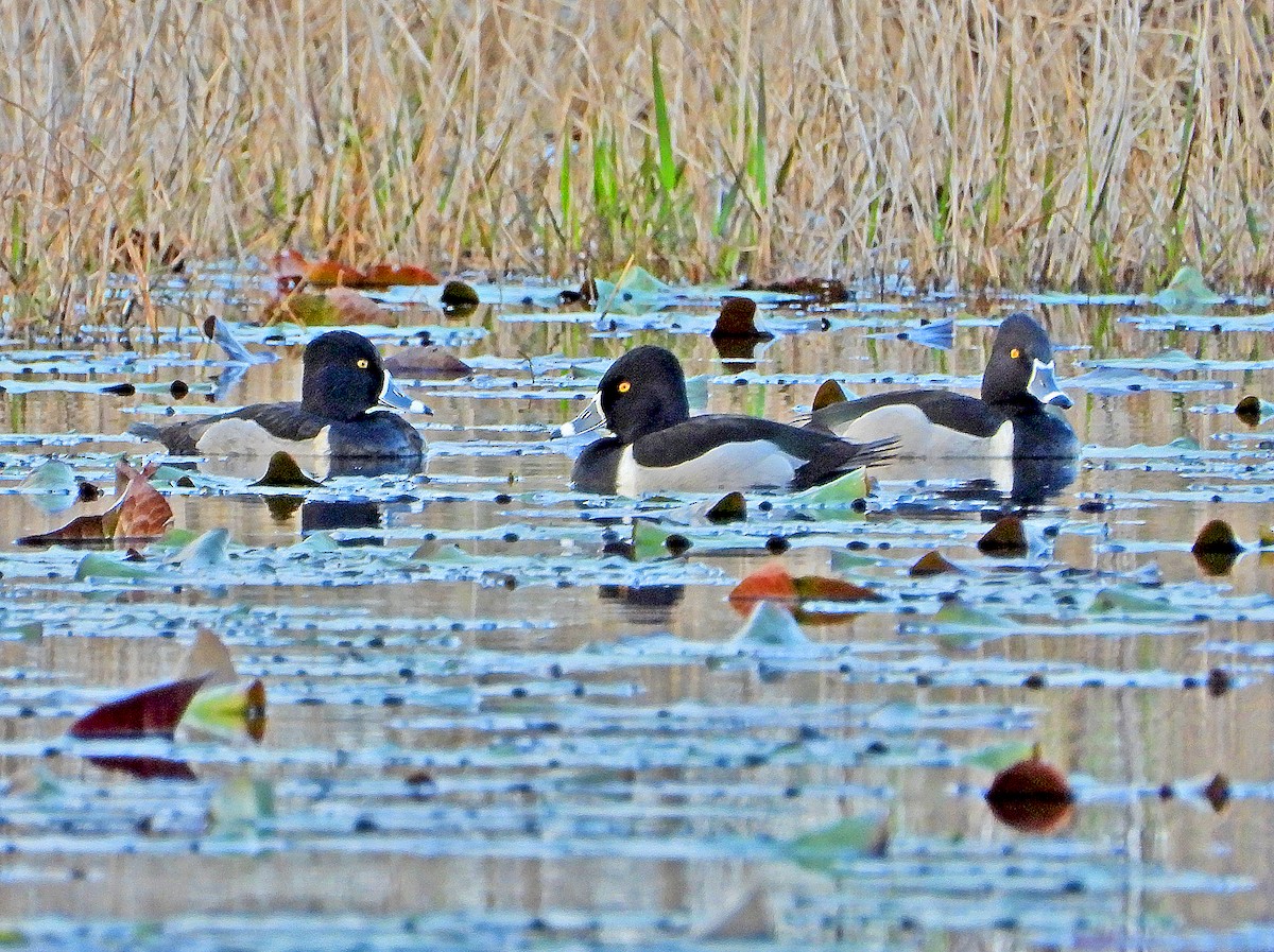 Ring-necked Duck - ML208897721