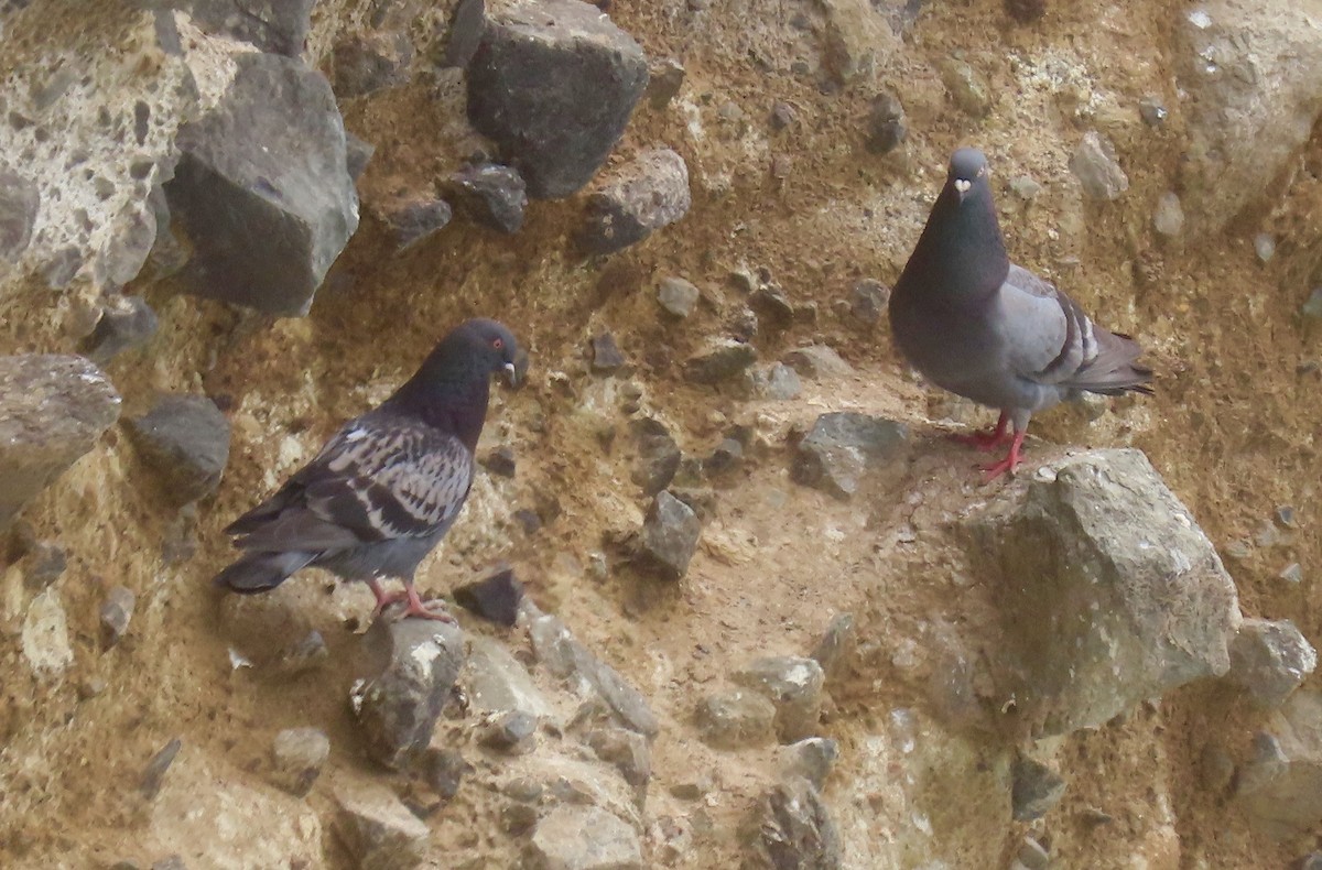 Pigeon biset (forme domestique) - ML208901041