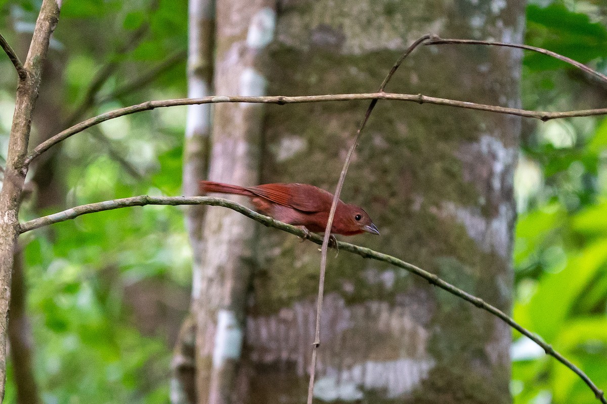 Red-crowned Ant-Tanager - ML208901291