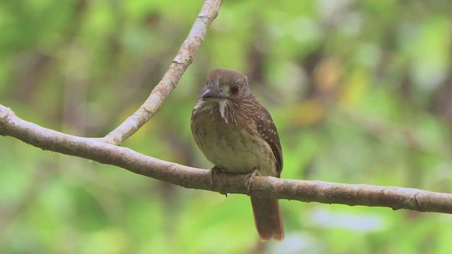 White-whiskered Puffbird - ML208901331