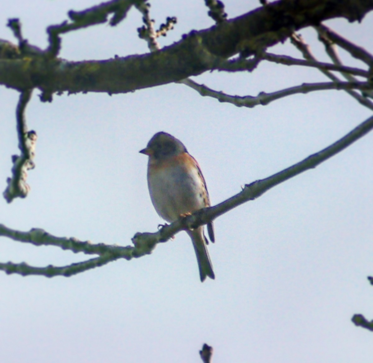 Brambling - ML208901801