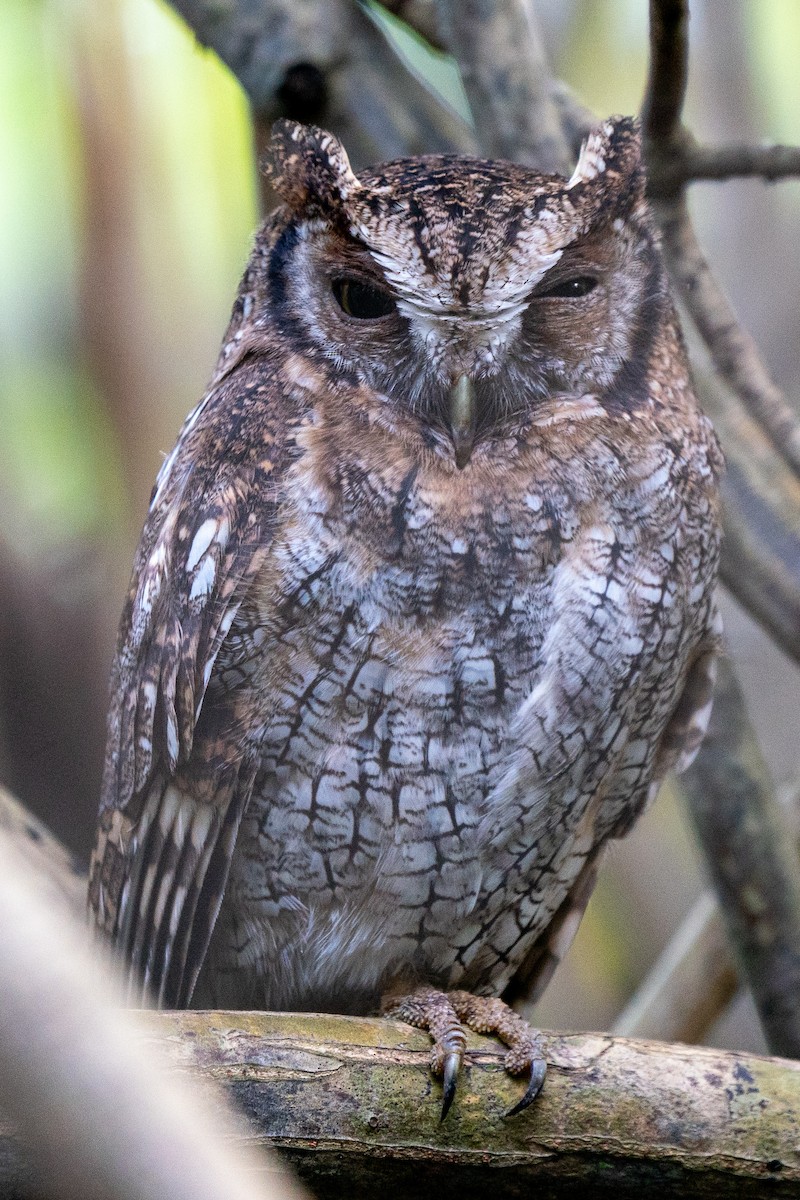 Tropical Screech-Owl - Steven Hunter