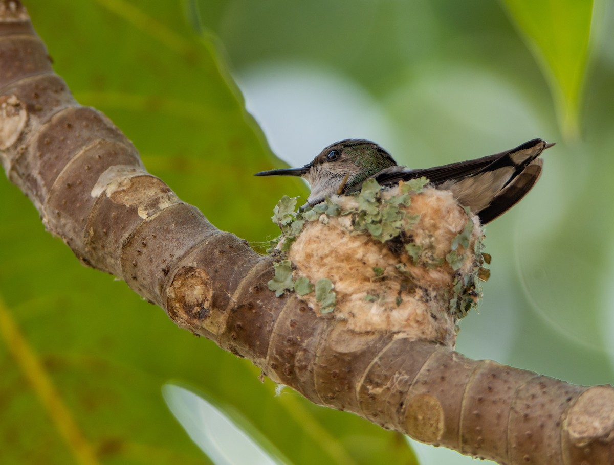 Vervain Hummingbird - ML208904381