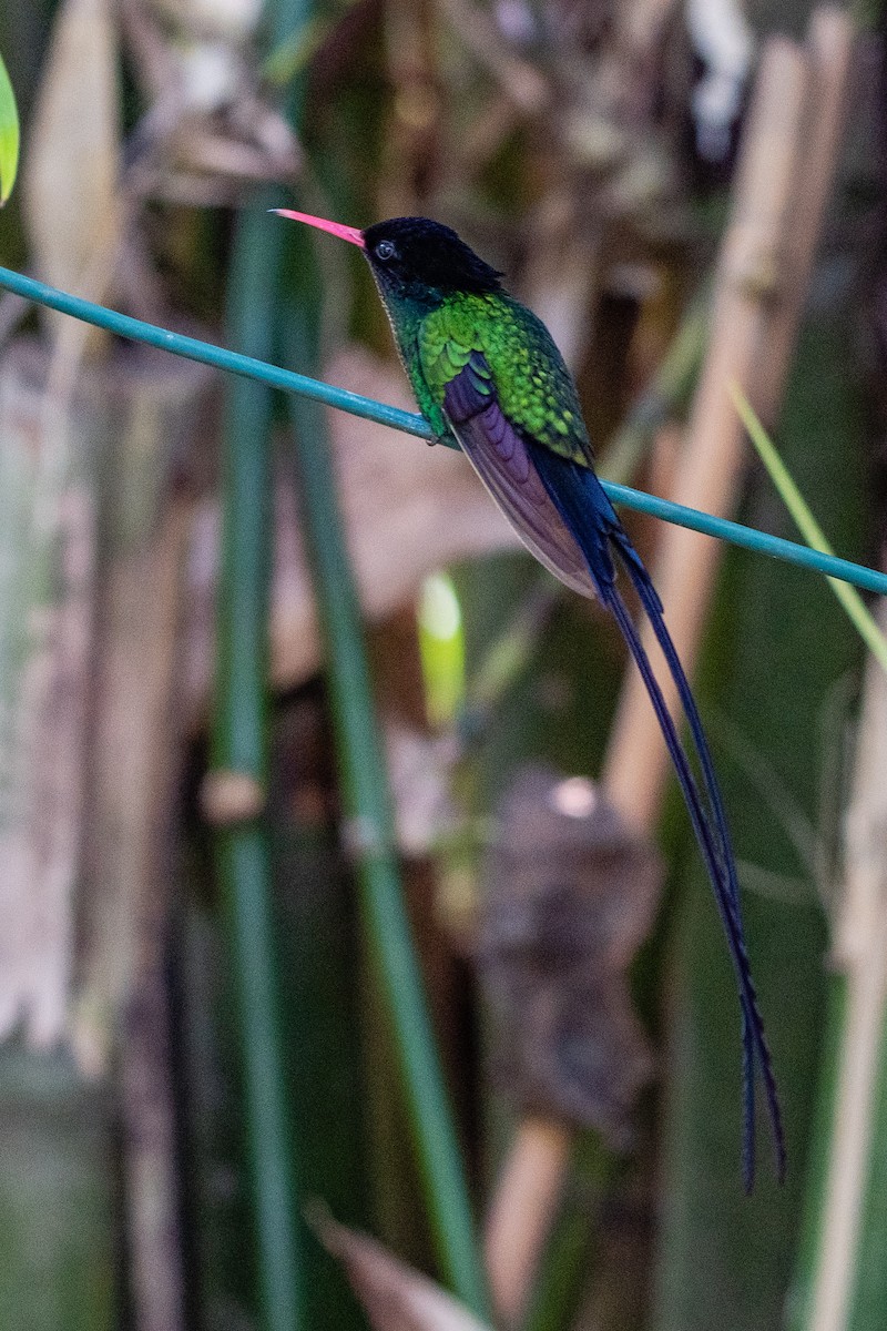 Red-billed Streamertail - ML208904391