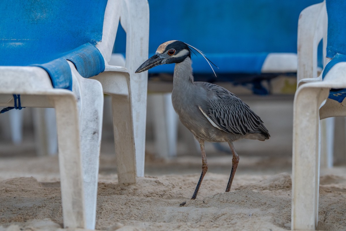 Yellow-crowned Night Heron - ML208904401