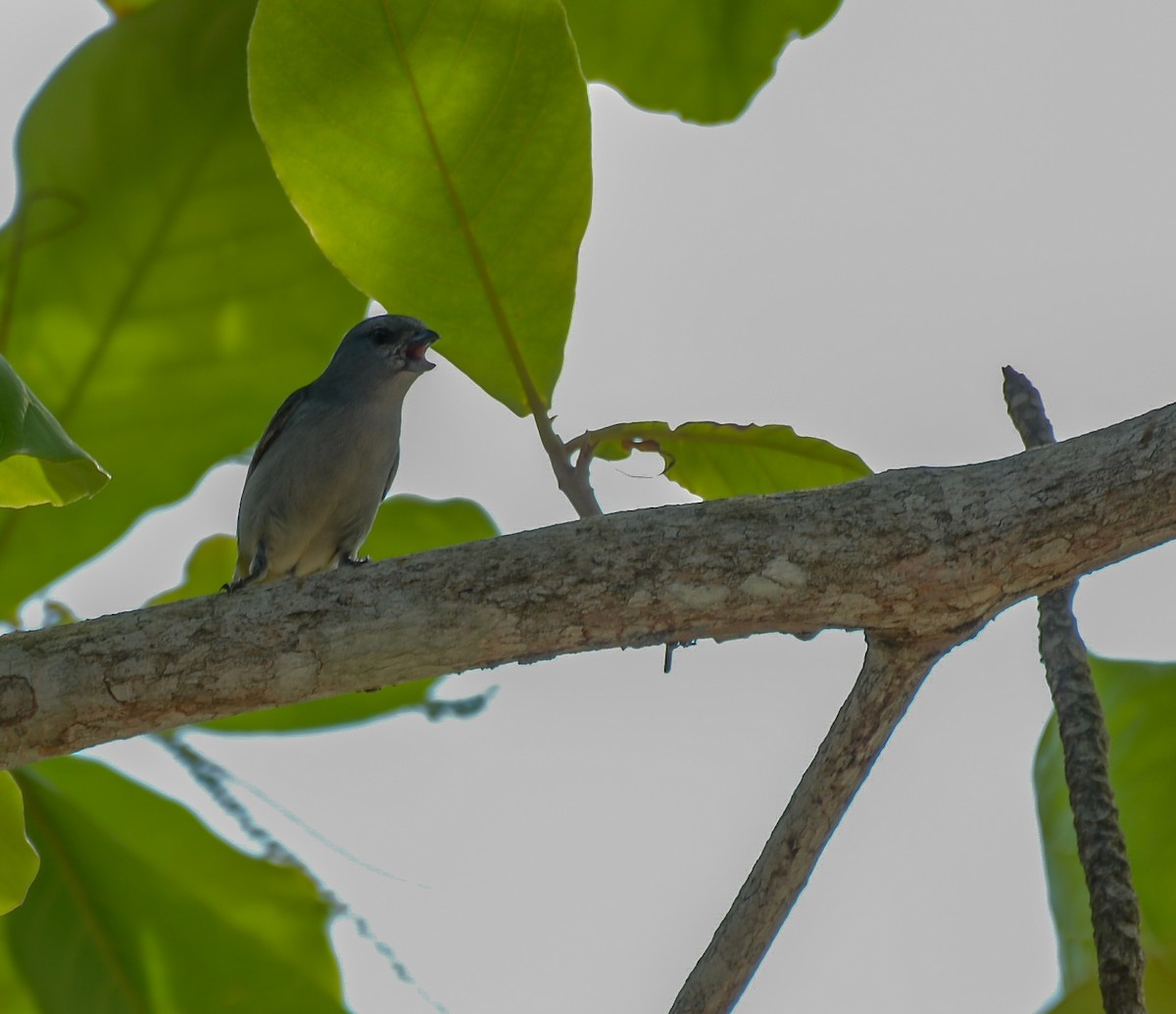 Jamaican Euphonia - ML208904411