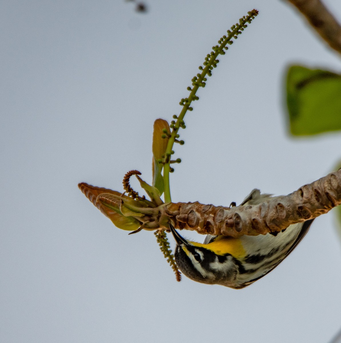 Yellow-throated Warbler - ML208904421