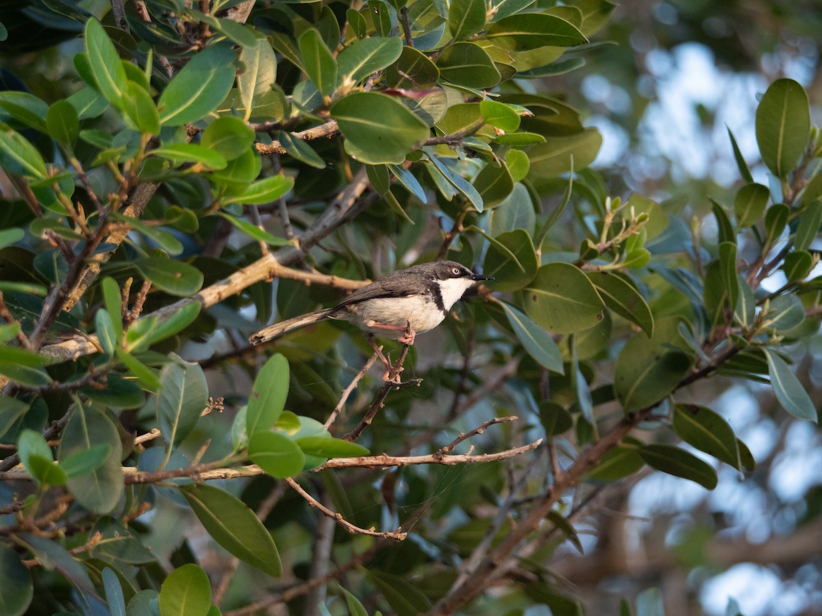 Bar-throated Apalis - ML208904961