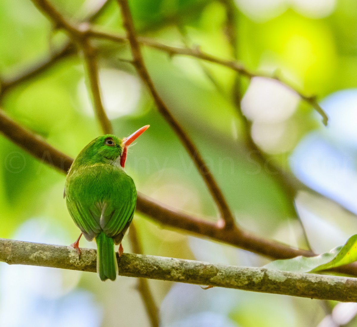 Jamaican Tody - ML208906081