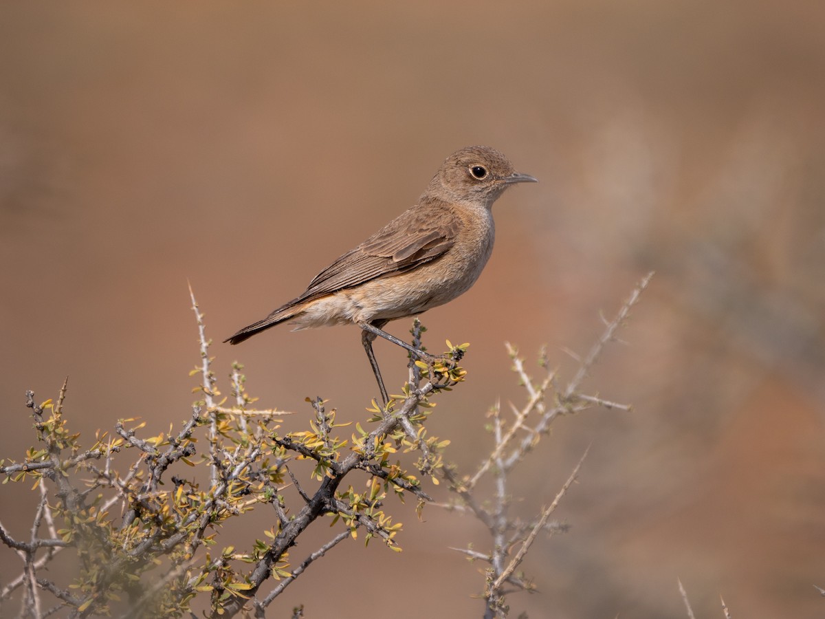 Sickle-winged Chat - Neil Broekhuizen