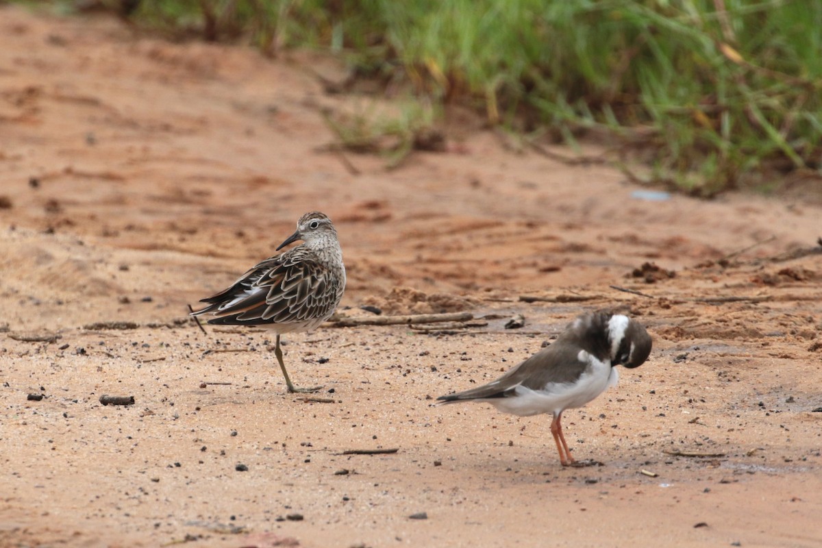 Sharp-tailed Sandpiper - ML208907221