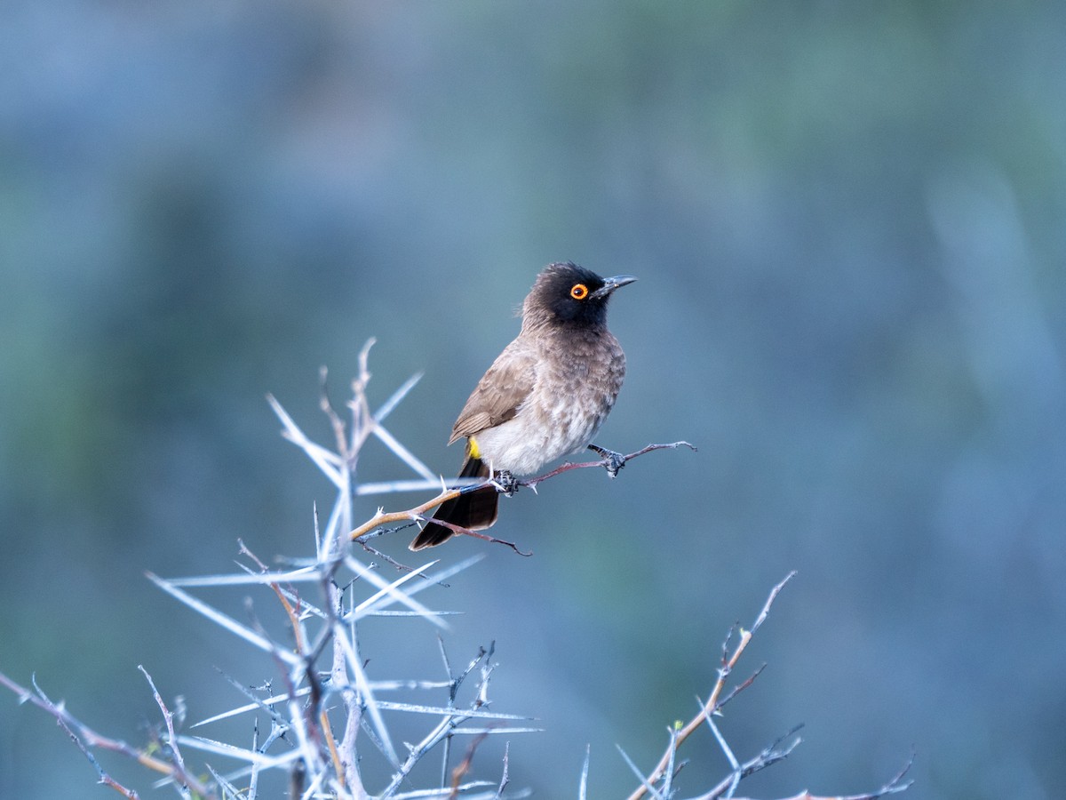Black-fronted Bulbul - Neil Broekhuizen