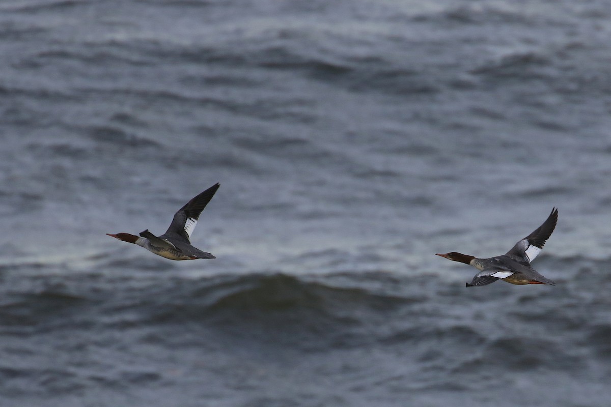 Common Merganser - ML20890761